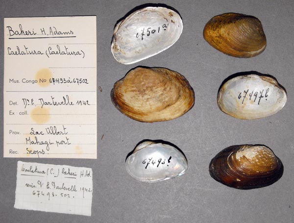 specimen