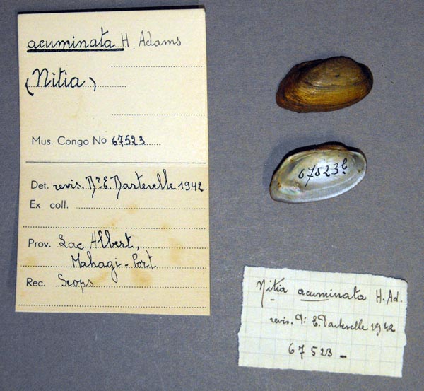 specimen