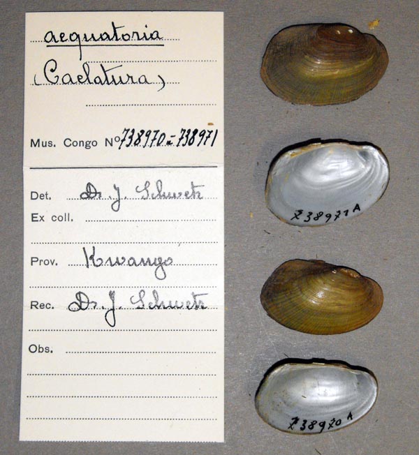 image of lot MRAC_738970 image of lot MRAC_738970