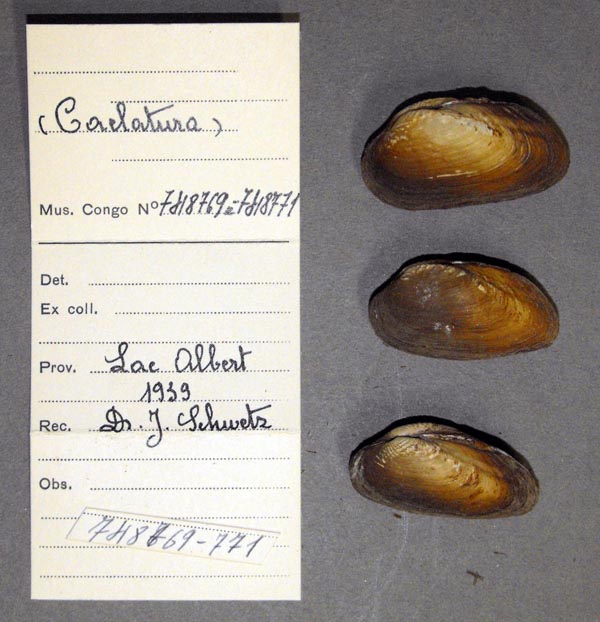 specimen