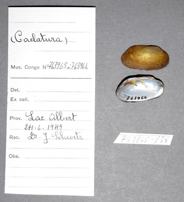 specimen