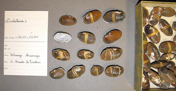 image of lot MRAC_766121 image of lot MRAC_766121