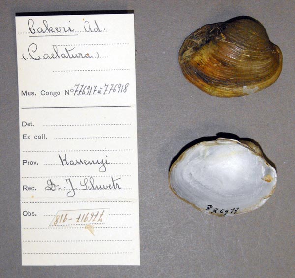 specimen