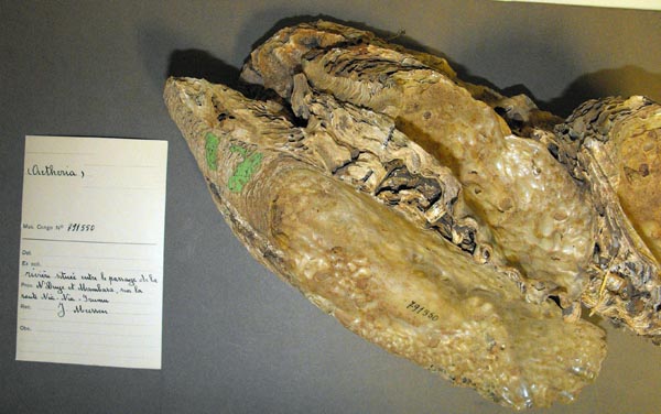 specimen