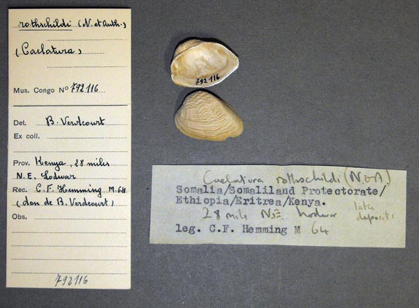 specimen