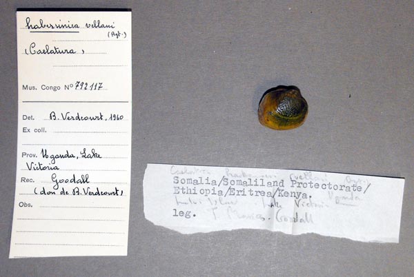 specimen