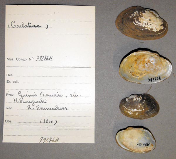 specimen