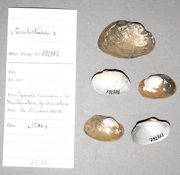 specimen