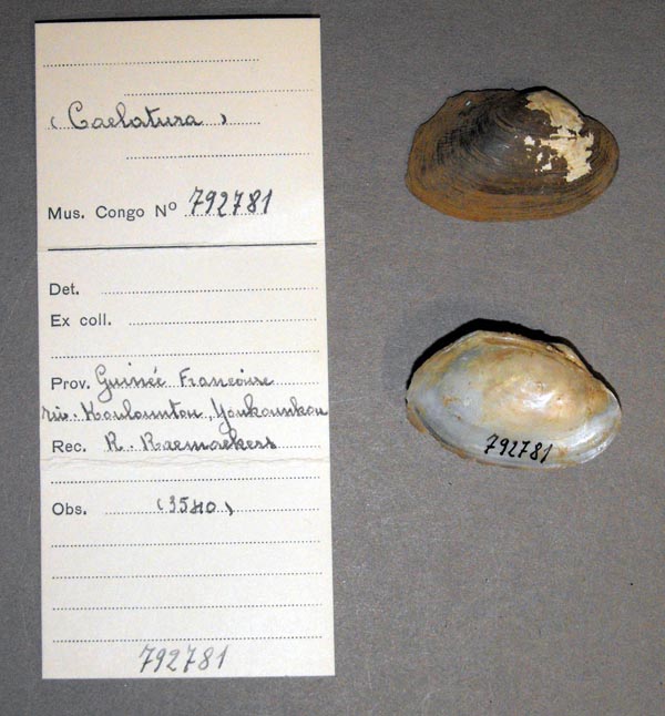 specimen