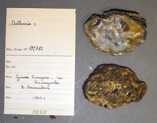 specimen