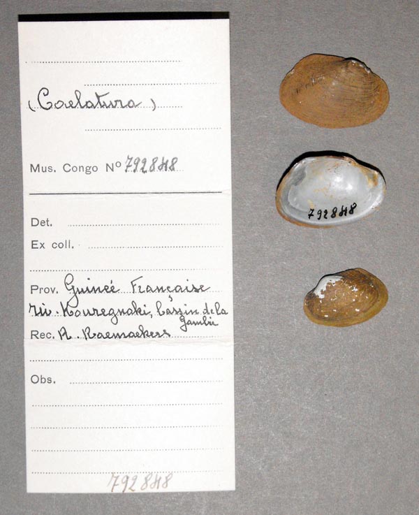 specimen