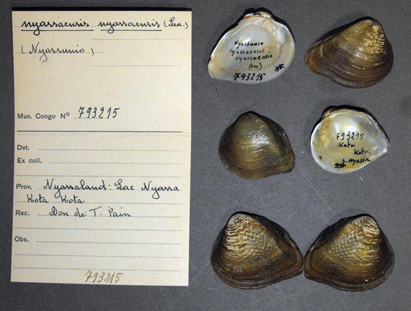 specimen