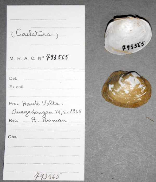 specimen