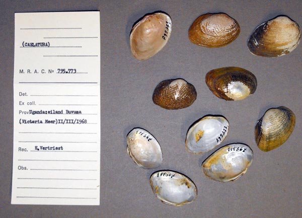 specimen