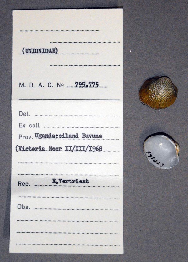 specimen