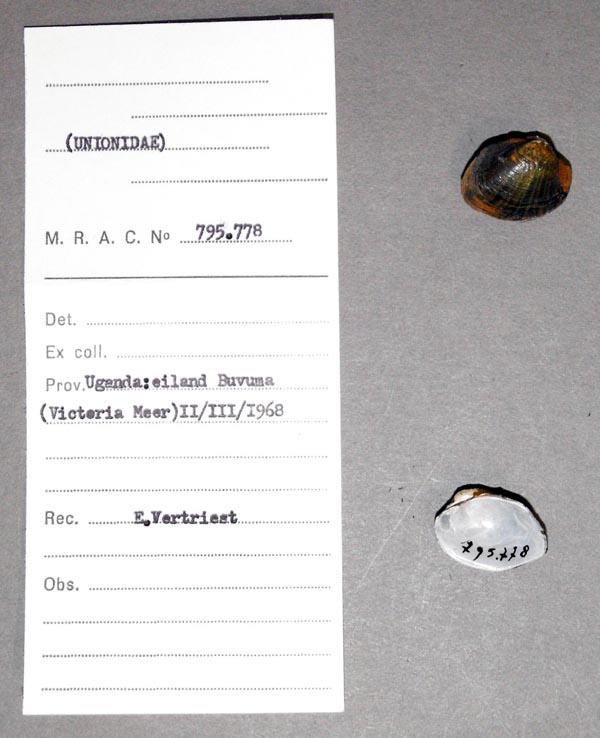 specimen