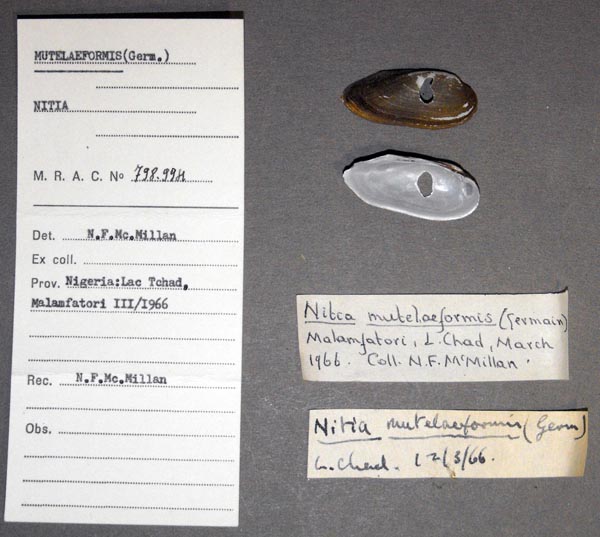 specimen