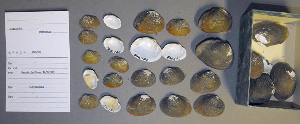 specimen