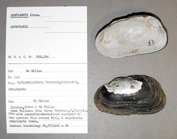 specimen