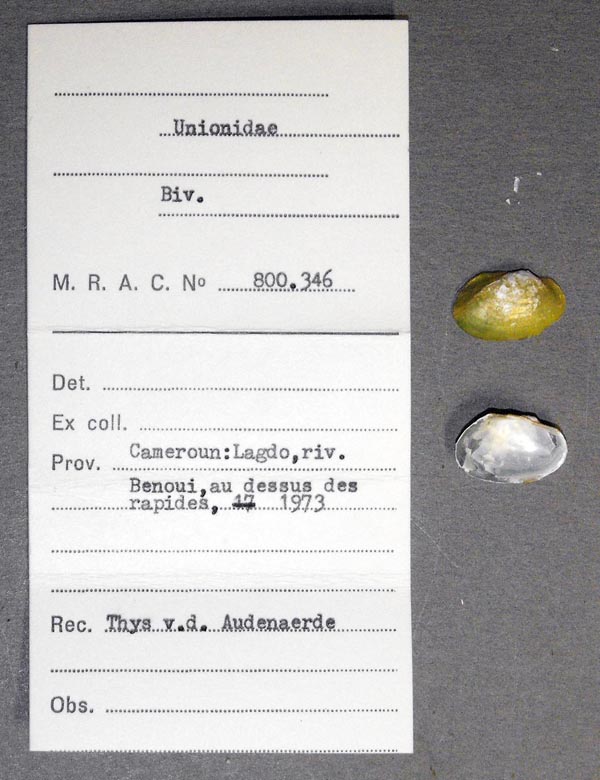 specimen