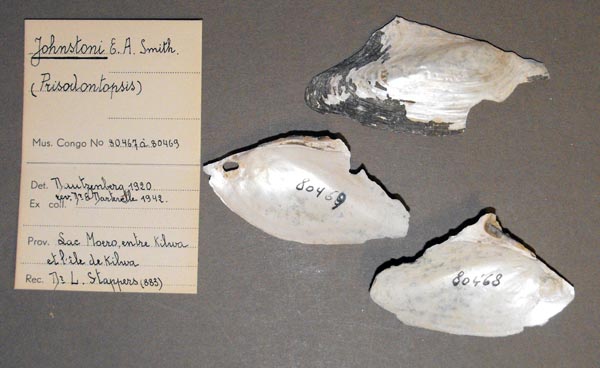 specimen