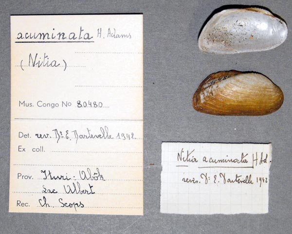 specimen