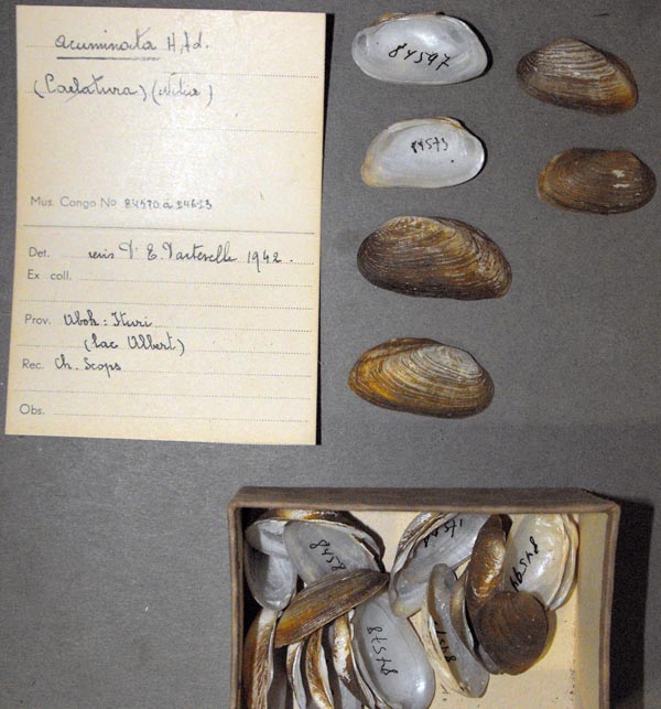 specimen