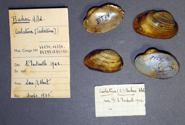specimen