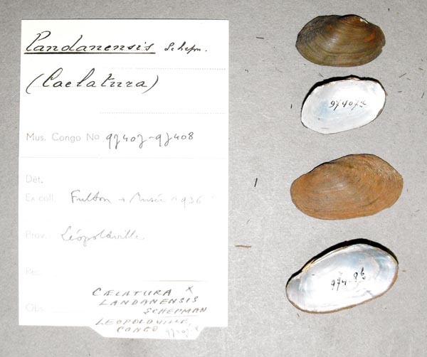 image of lot MRAC_97407 image of lot MRAC_97407