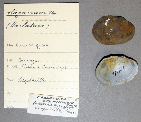 image of lot MRAC_97414 image of lot MRAC_97414