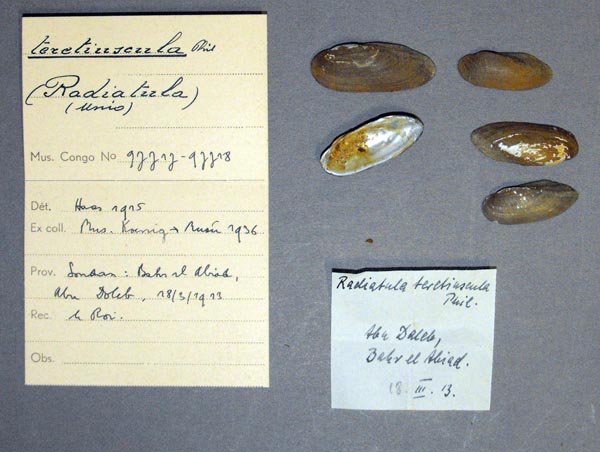 specimen