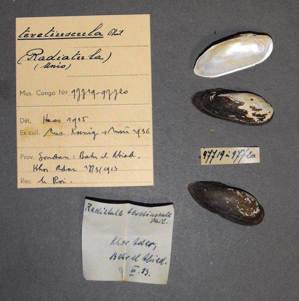 specimen