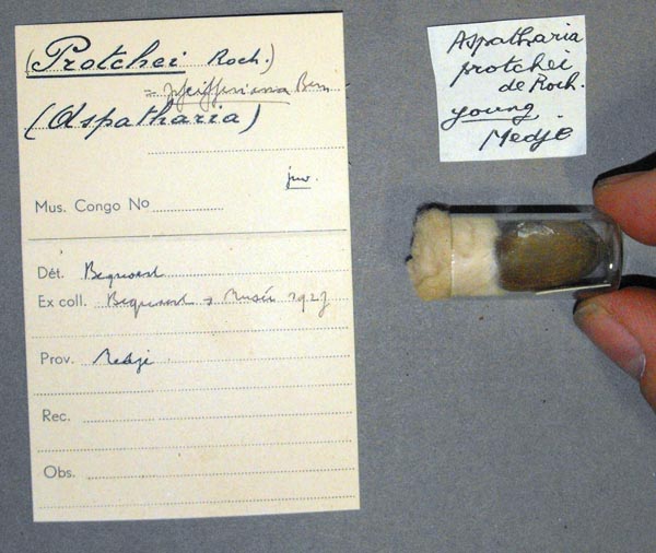 specimen