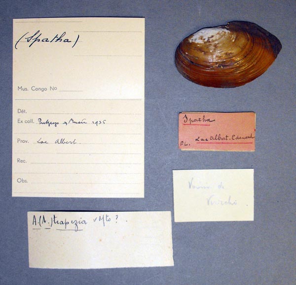 specimen