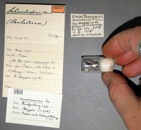 specimen
