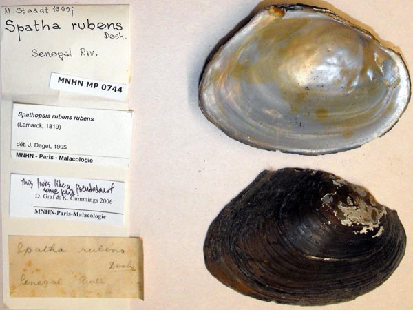 specimen