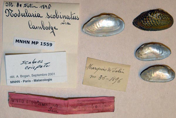 specimen