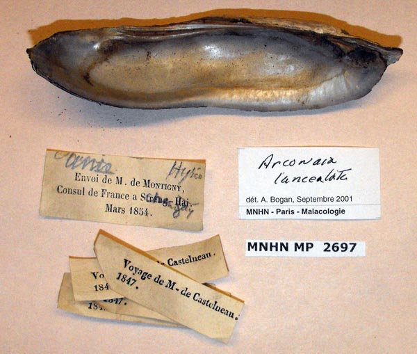 specimen
