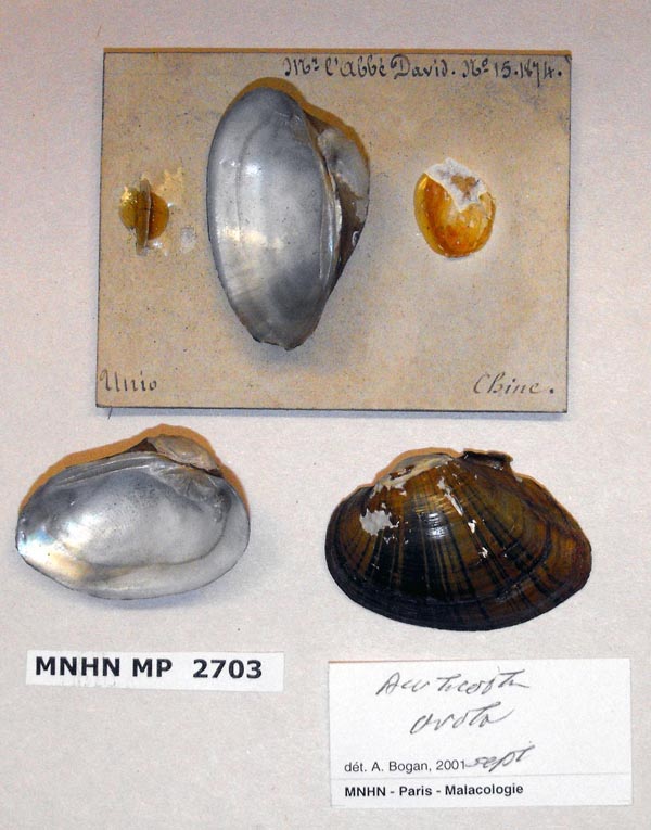 specimen