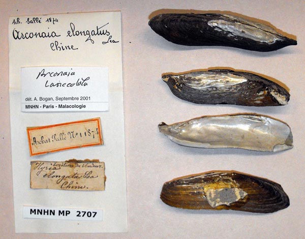 specimen