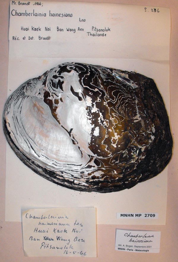 specimen
