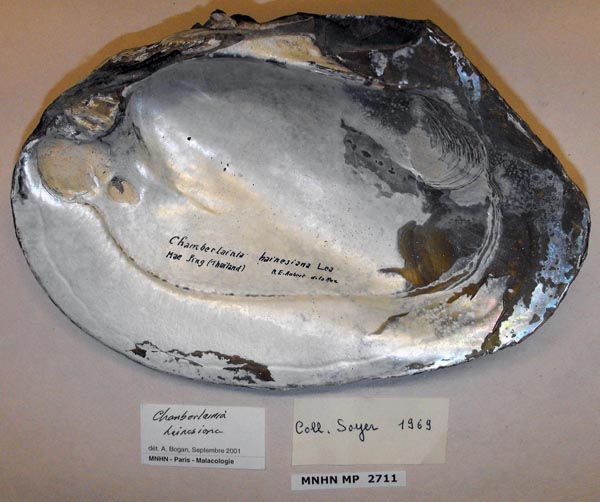 specimen