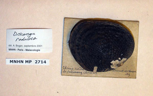 specimen