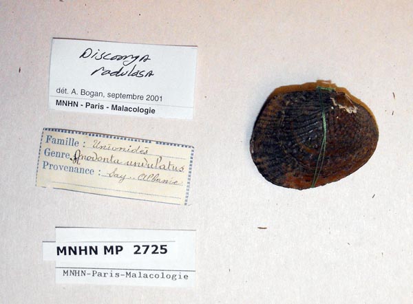 specimen