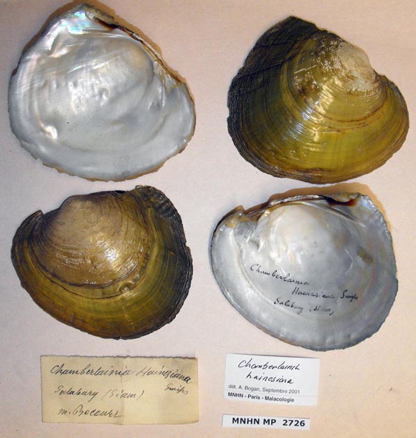 specimen