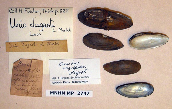 specimen