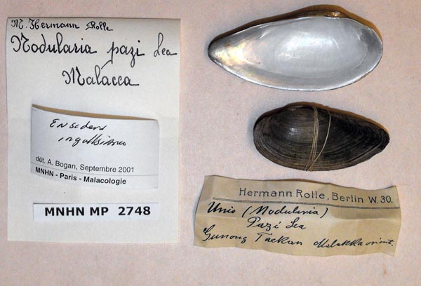specimen