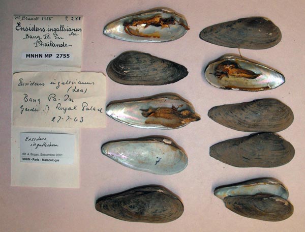 specimen