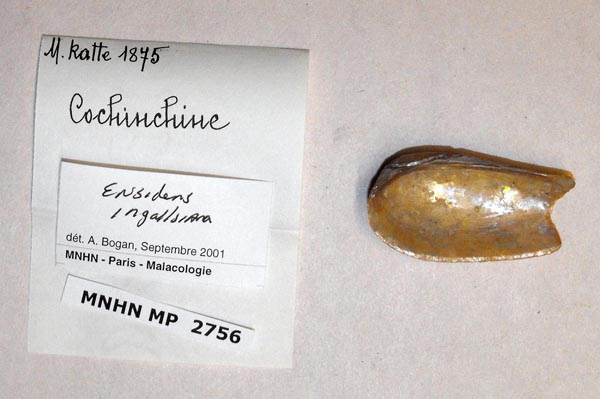 specimen