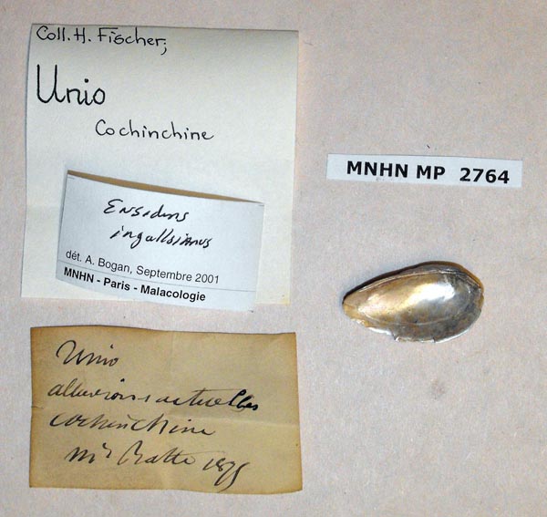 specimen